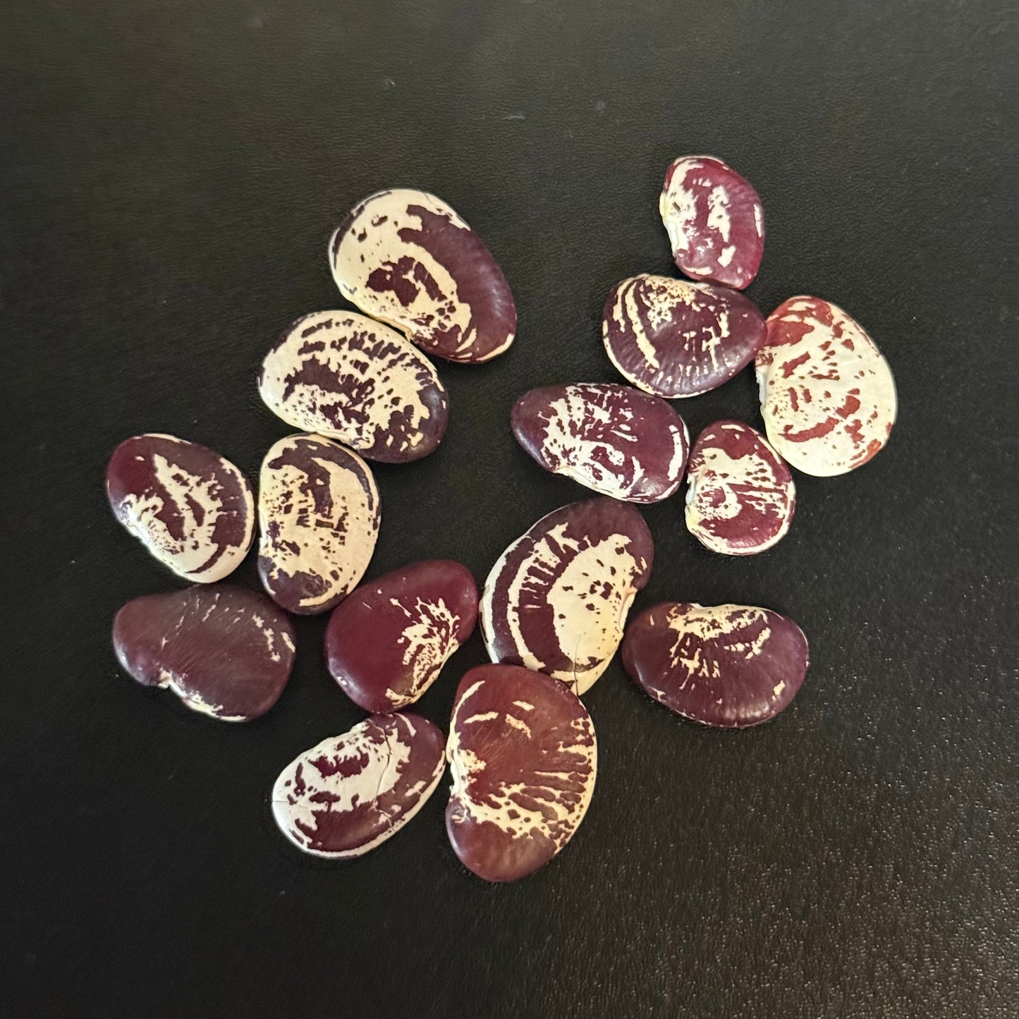 Lima Bean - Christmas