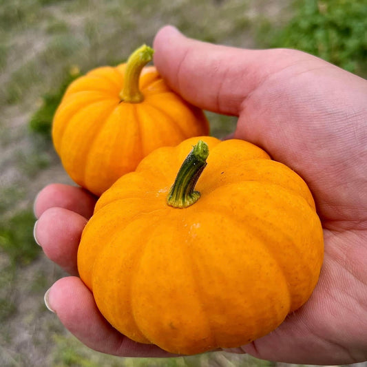 Pumpkin - We Be Little