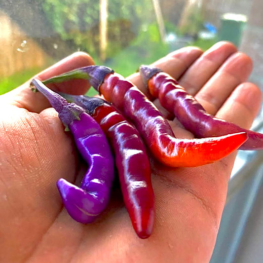 Pepper - Buena Mulata