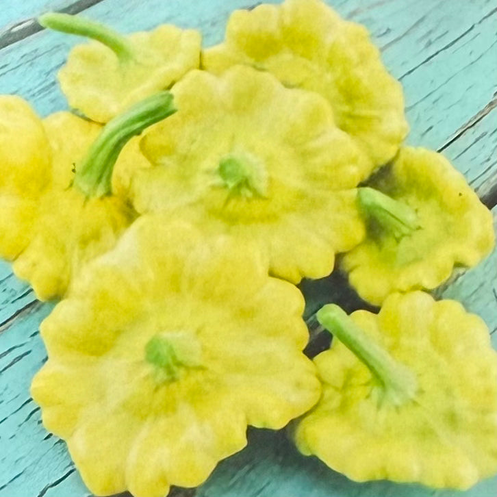 Squash - Gelber Englischer