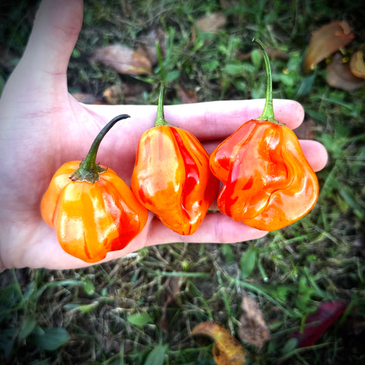 Pepper - Zebrange