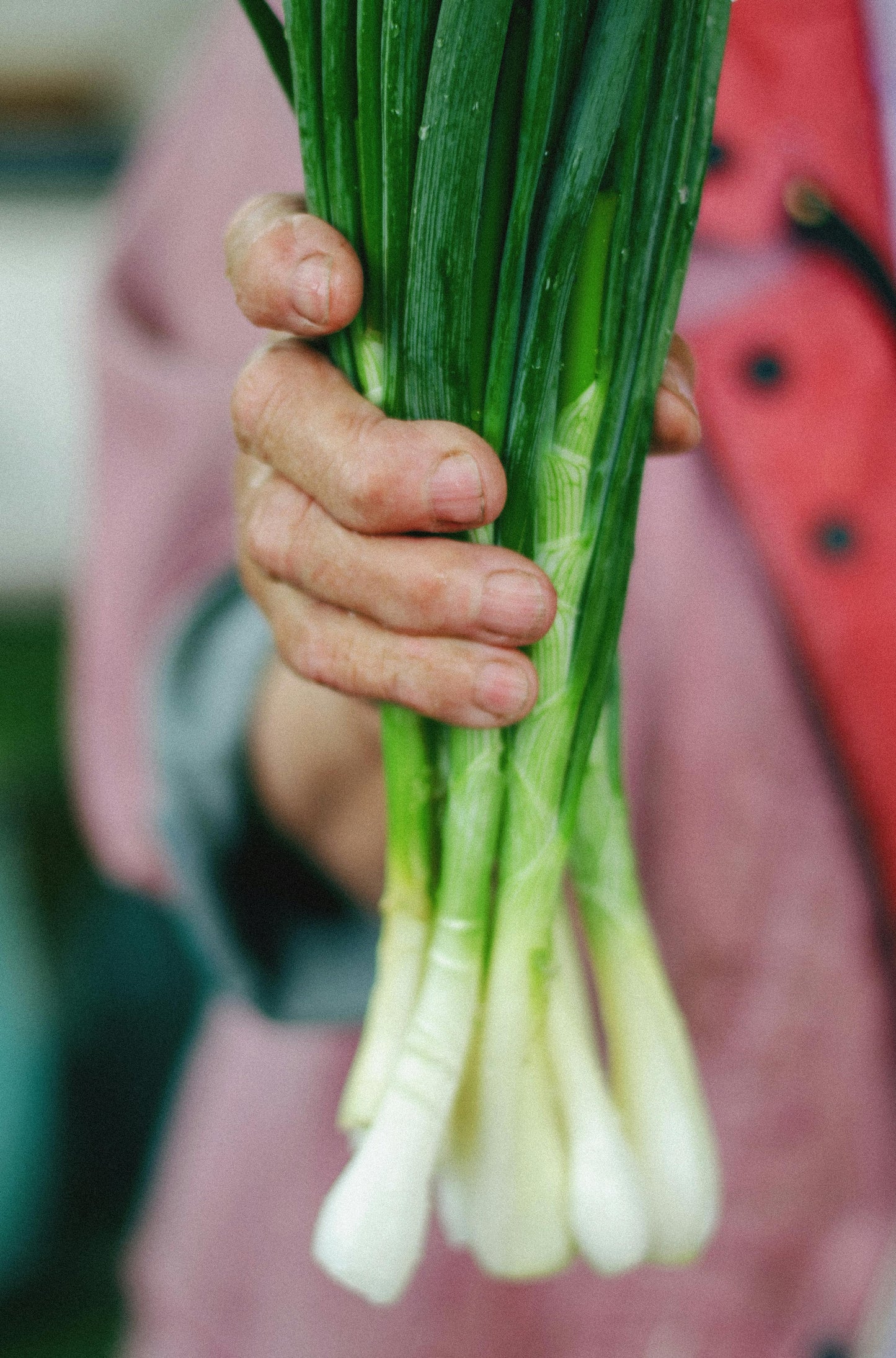 Chives - Garlic