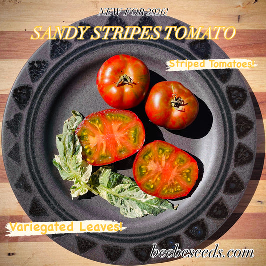 Tomato - Sandy Stripes