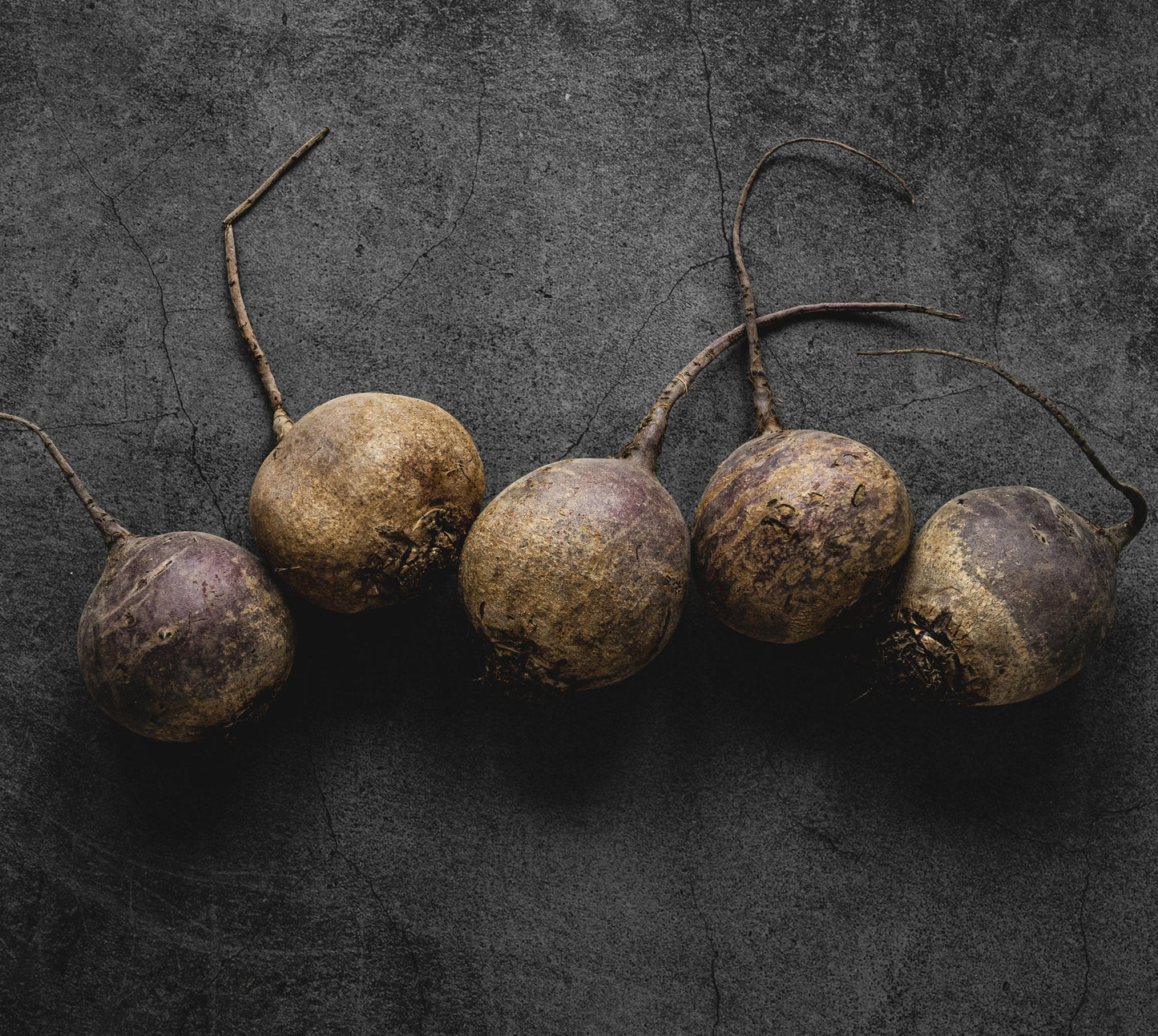 Radish - Black Spanish