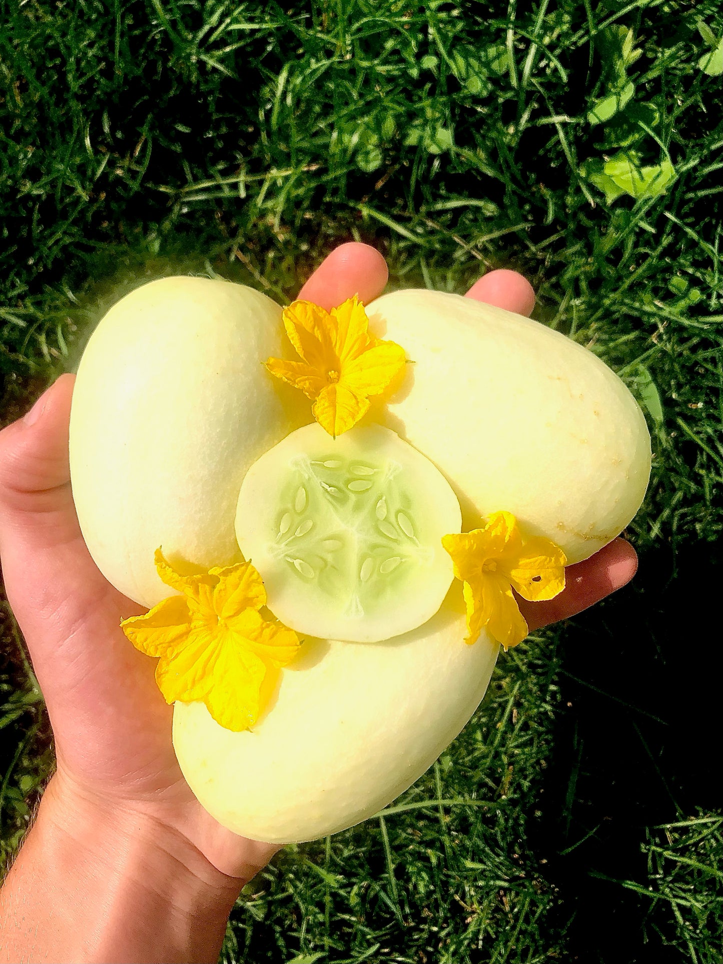 Cucumber Seeds - Dragons Egg