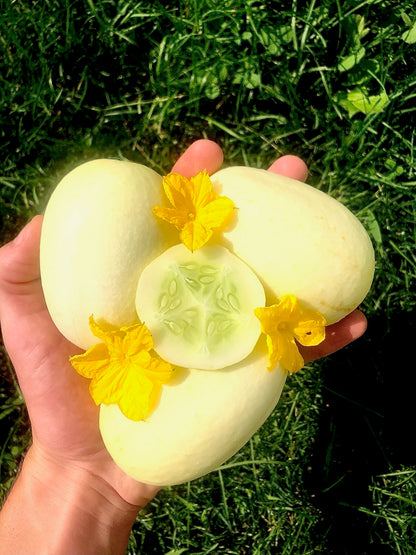 Cucumber Seeds - Dragons Egg