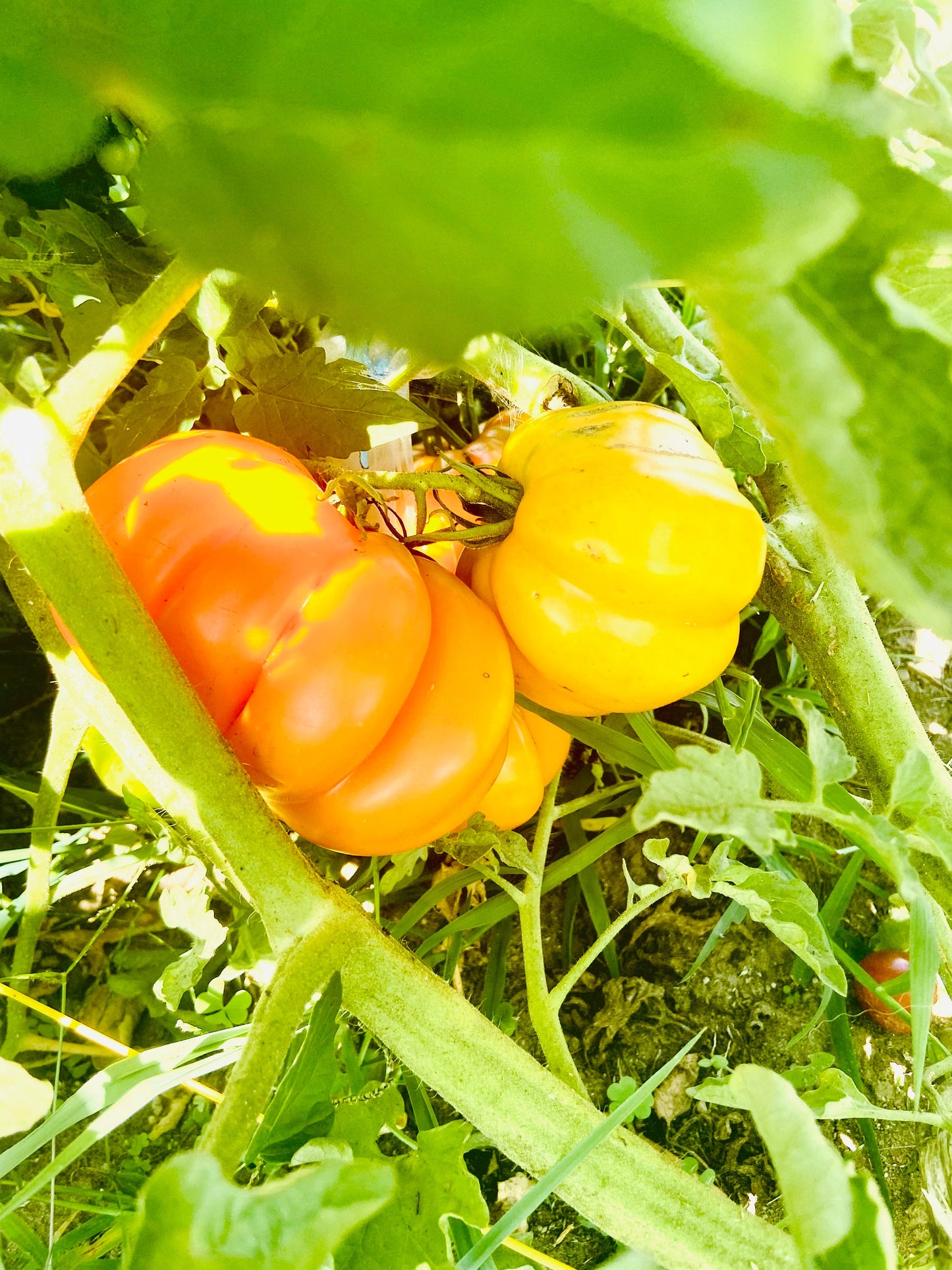 Tomato - Yellow Accordion