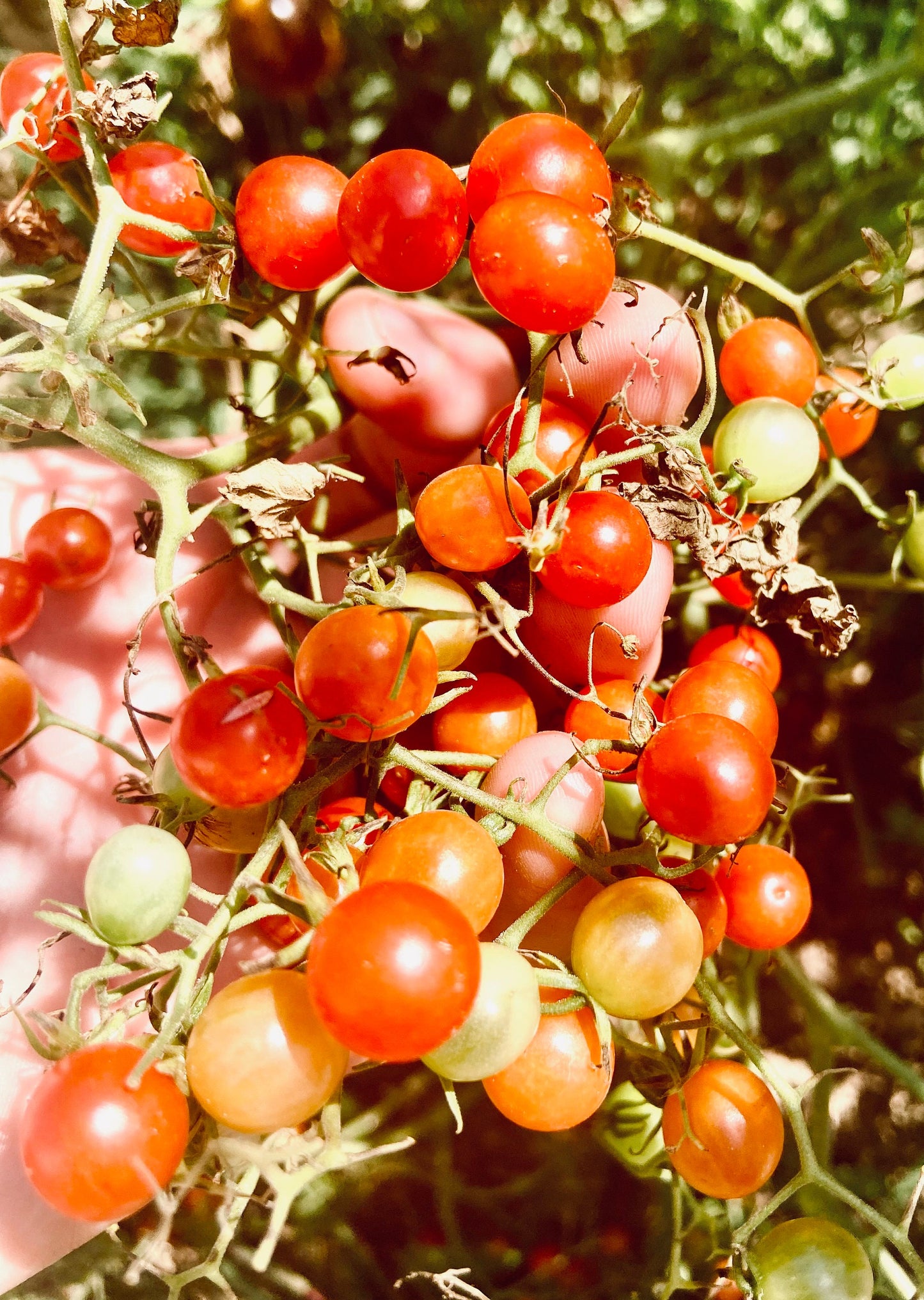 Filaris Currant -Non GMO- Heirloom Tomato Seeds (10+ Seeds)