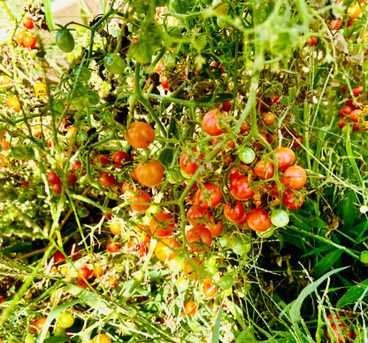 Tomato - Filaris