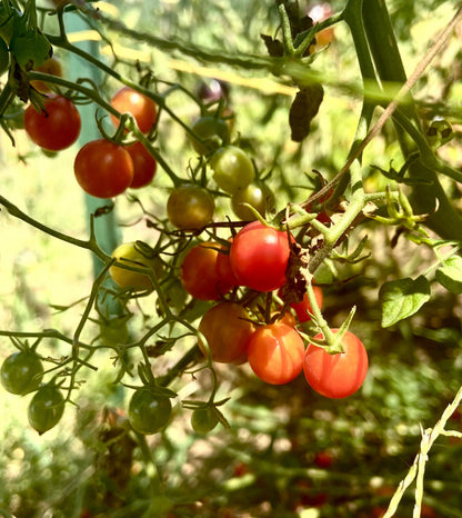 Tomato - Filaris