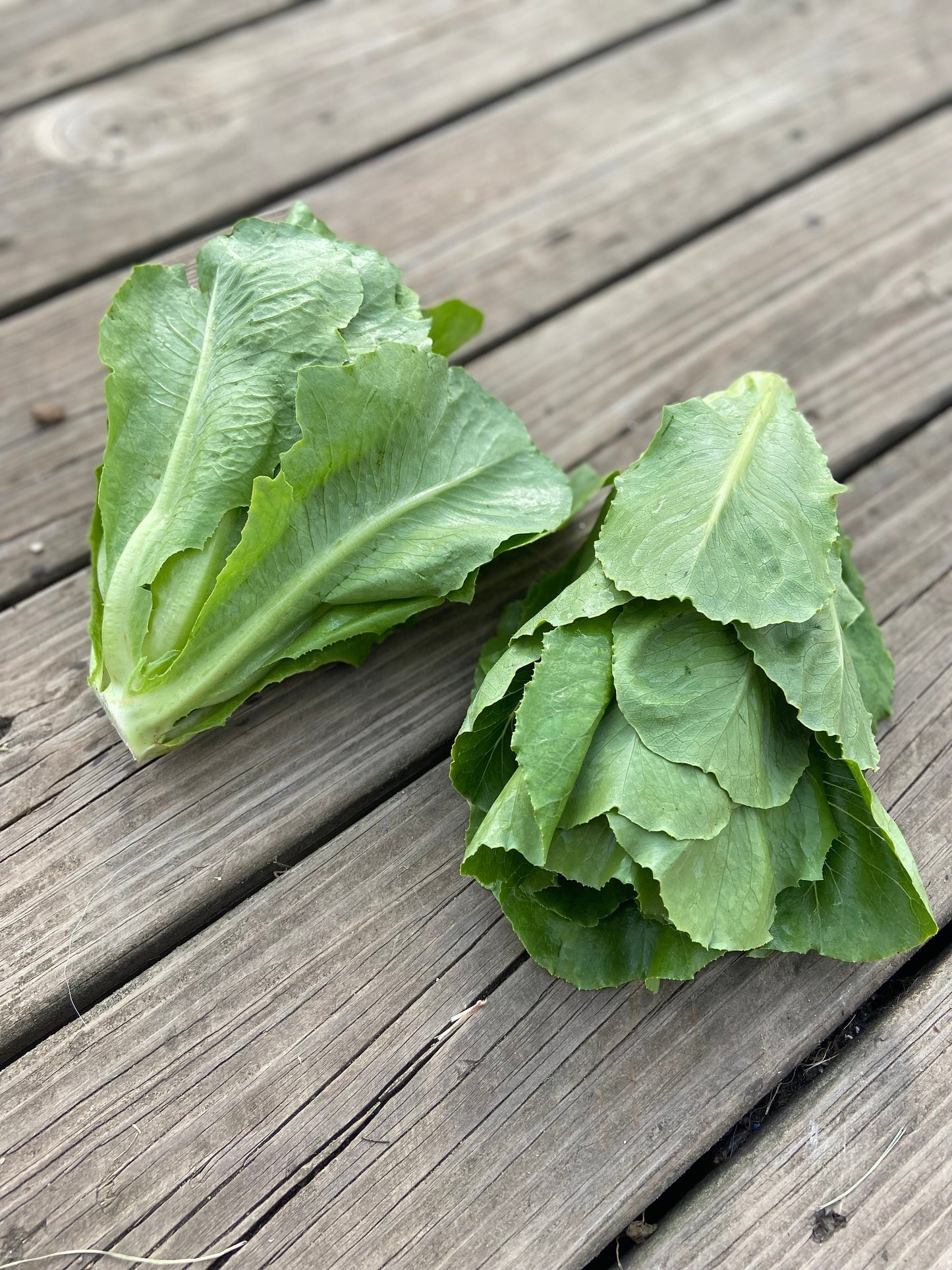 Paris White Cos Romaine Lettuce -Non GMO- Heirloom Seeds