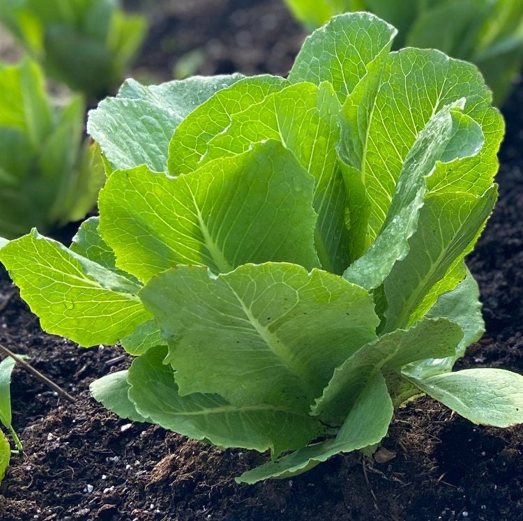 Paris White Cos Romaine Lettuce -Non GMO- Heirloom Seeds