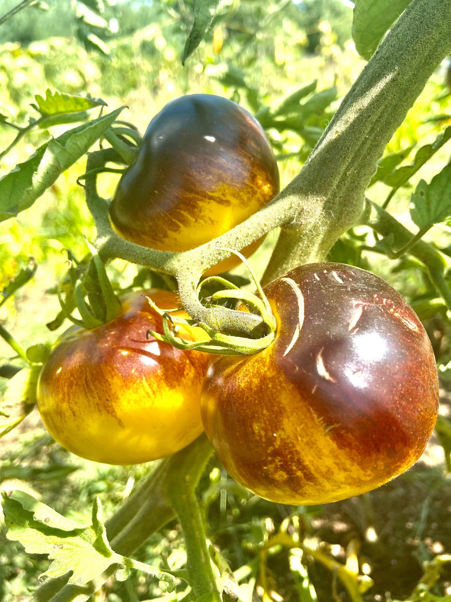 Ussuri Tiger -Non GMO- Heirloom Tomato Seeds (10+ Seeds)