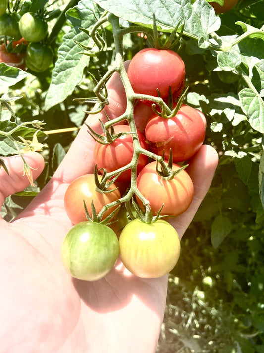 Small Red Cherry -Non GMO- Heirloom Tomato Seeds