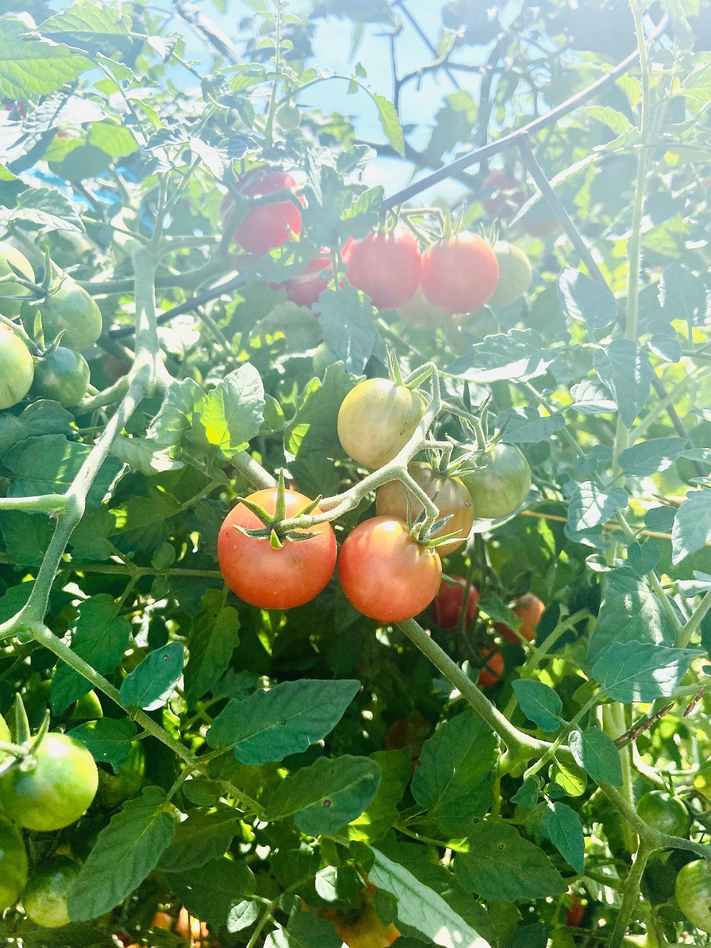 Small Red Cherry -Non GMO- Heirloom Tomato Seeds