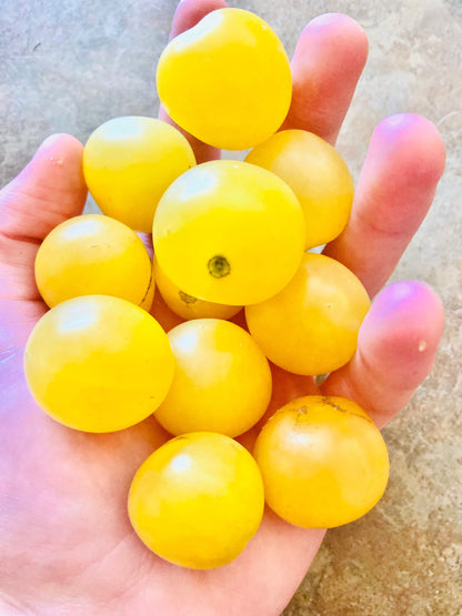 Tomato - Snow White Cherry