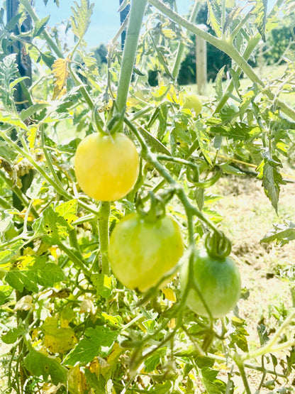 Tomato - Snow White Cherry