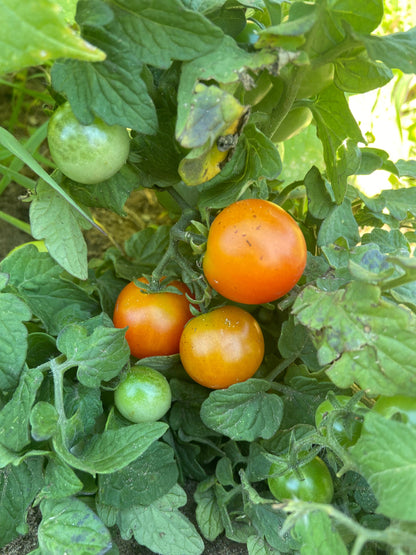 Tomato - Tiny Tim Micro Dwarf