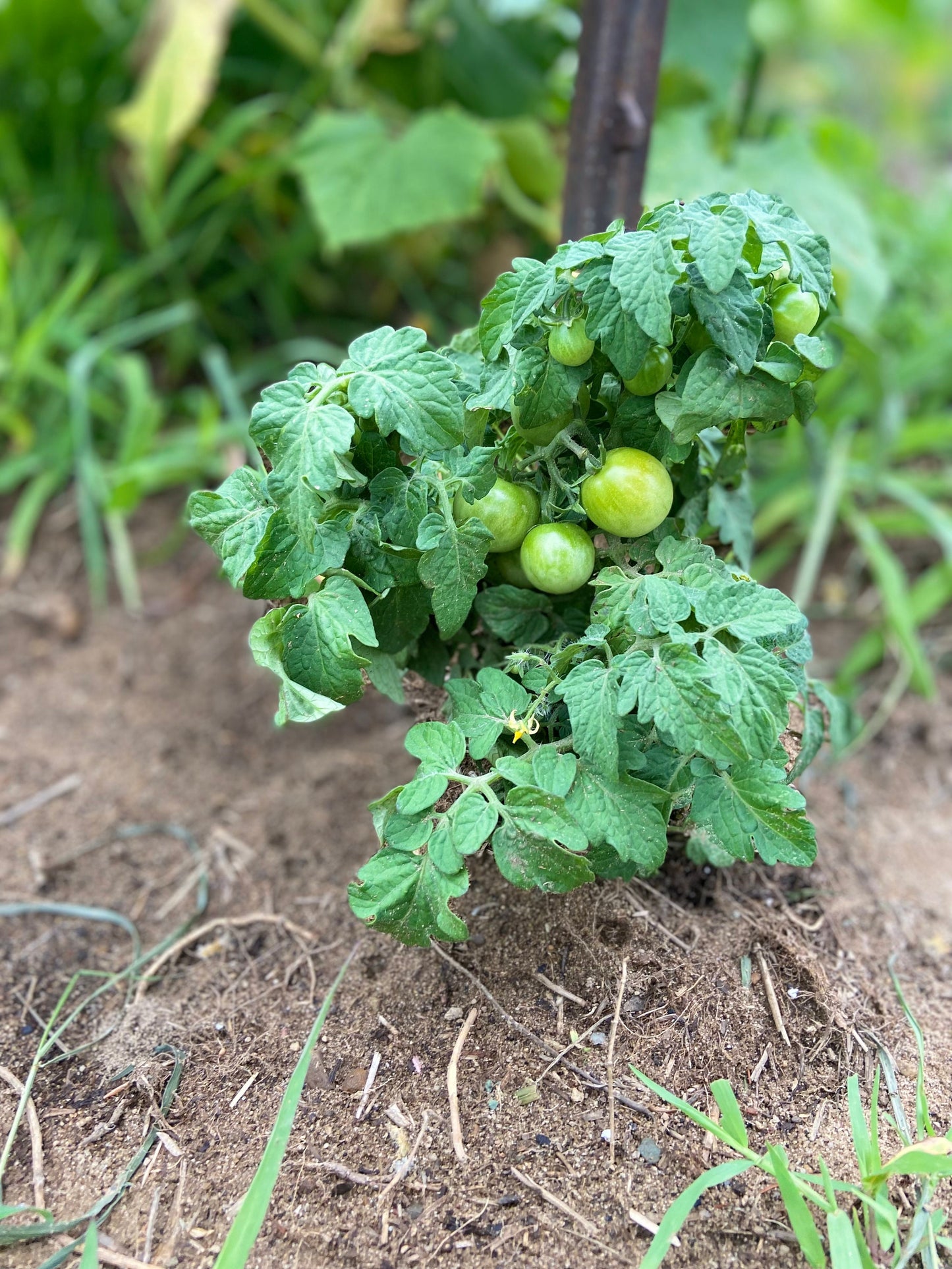 Tiny Tim Micro Dwarf -Non GMO- Heirloom Tomato Seeds