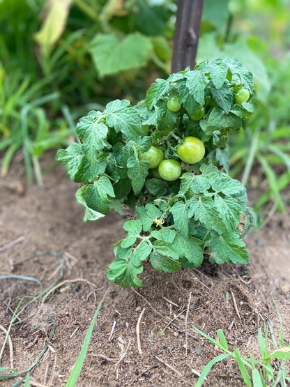 Tomato - Tiny Tim Micro Dwarf
