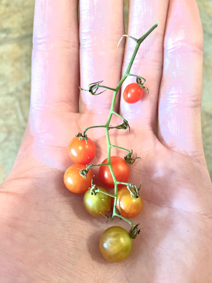 Tomato - Filaris