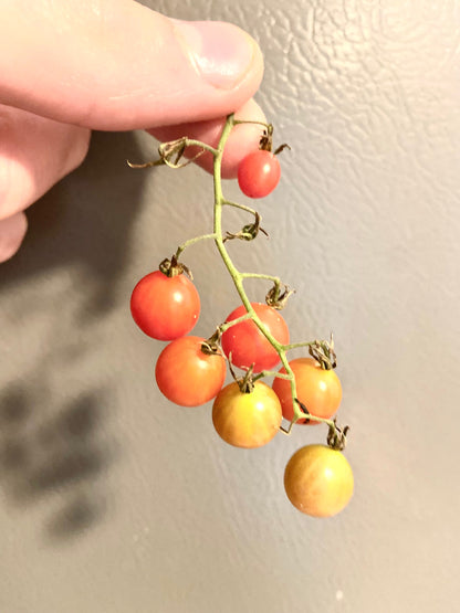 Tomato - Filaris
