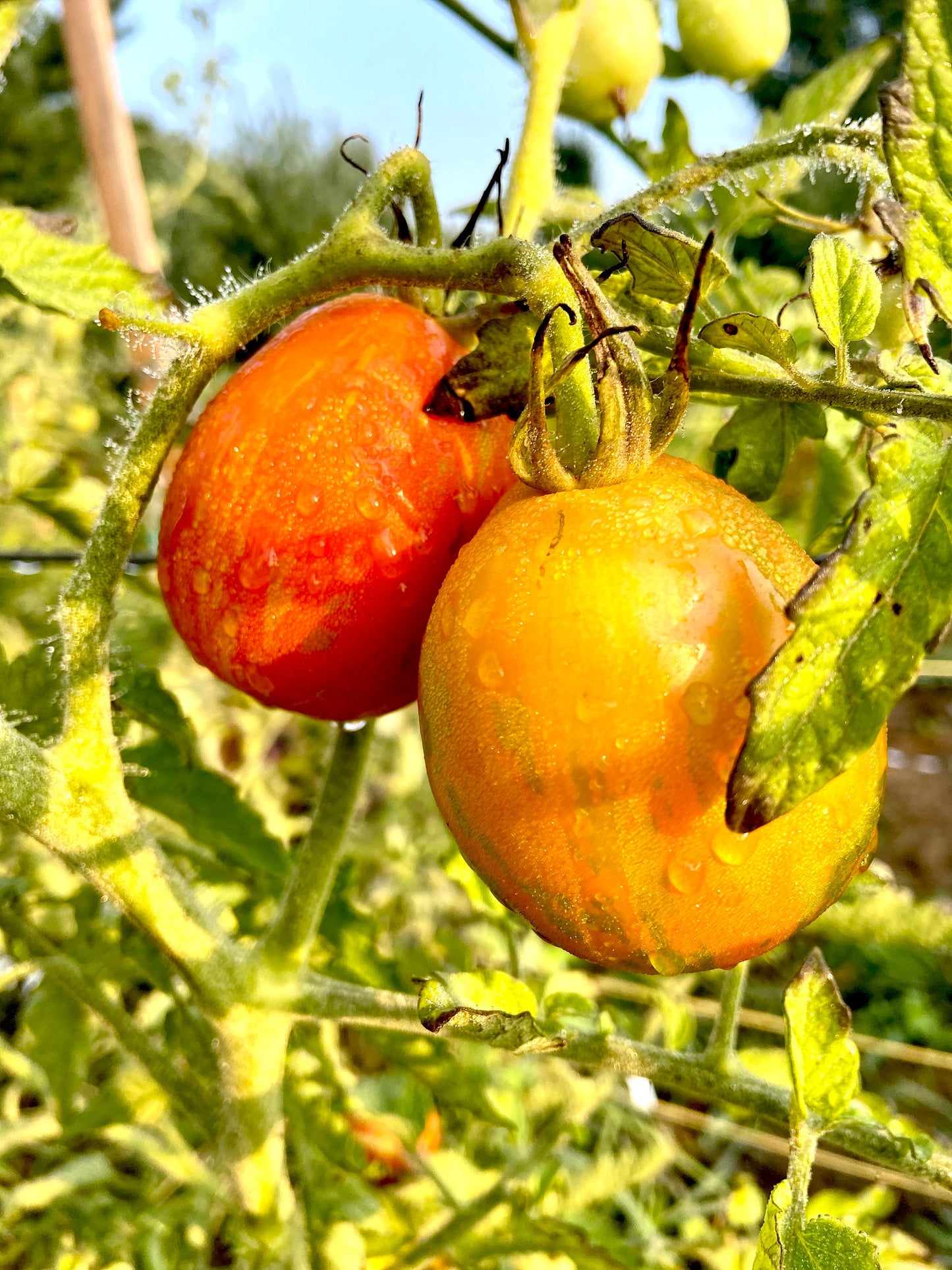 Russian Queen -Non GMO- Heirloom Tomato Seeds (10+ Seeds)