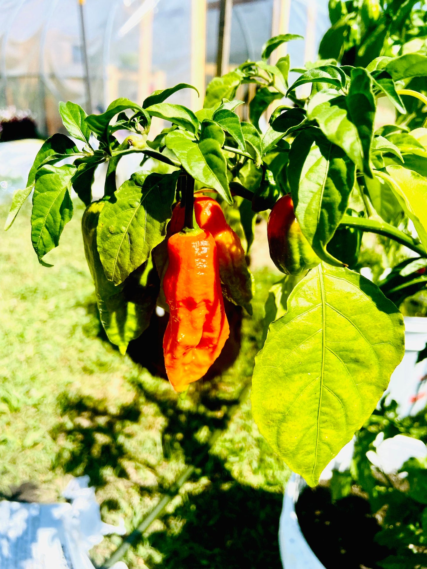 Ghost Pepper Heirloom Pepper Seeds (10+ Seeds)