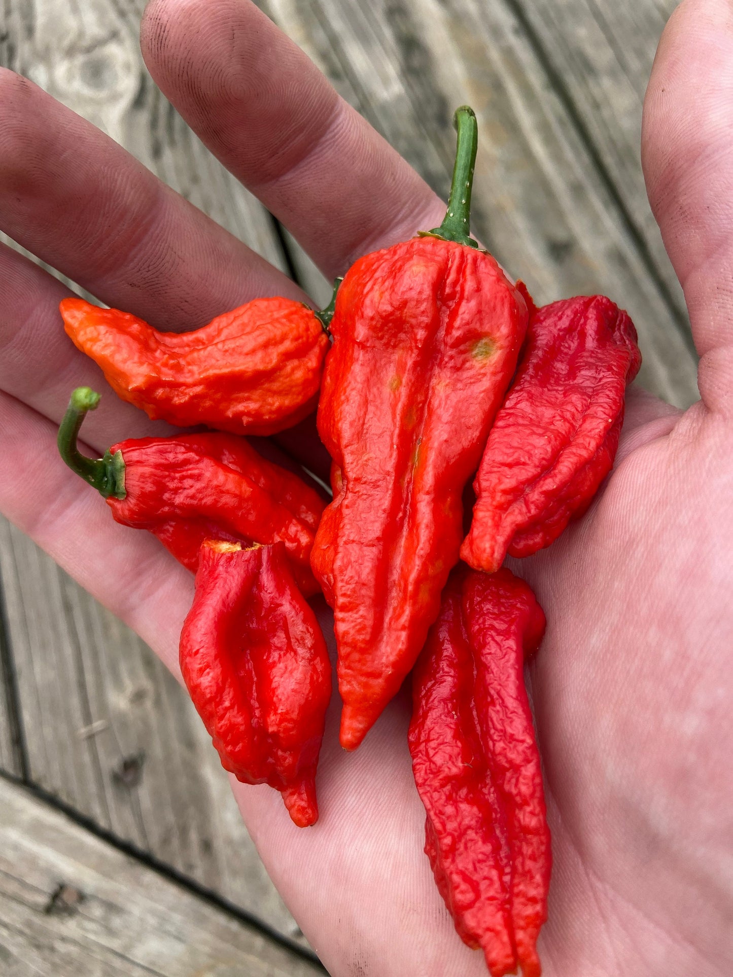 Ghost Pepper Heirloom Pepper Seeds (10+ Seeds)