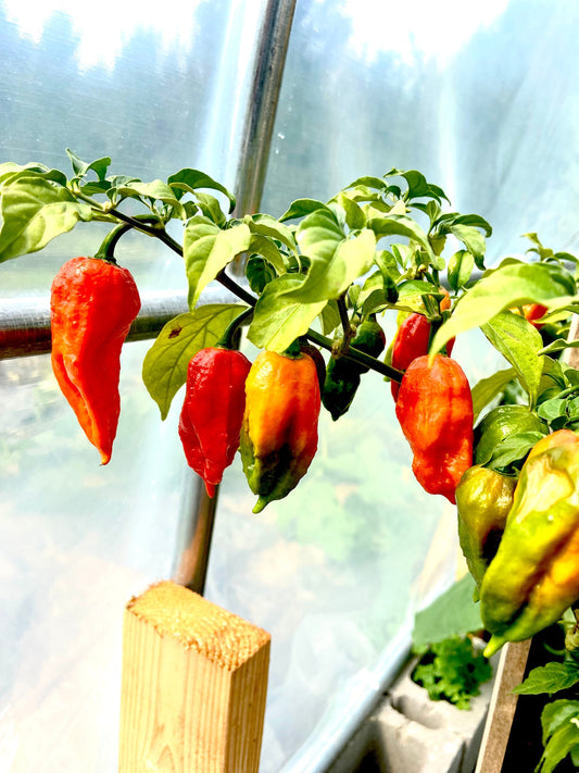 Ghost Pepper Heirloom Pepper Seeds (10+ Seeds)