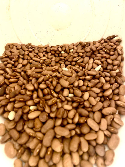 Bean - Kentucky Wonder