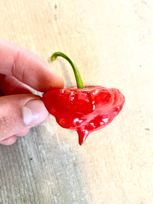 Jamaican Red (HOT) Pepper Seeds (10+ Seeds)