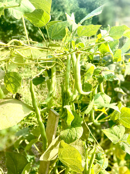 Bean - Kentucky Wonder