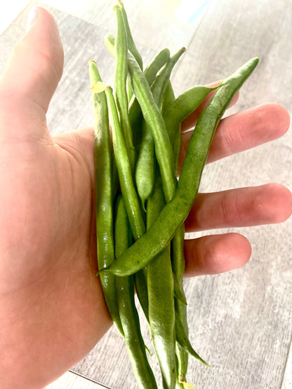 Bean - Kentucky Wonder