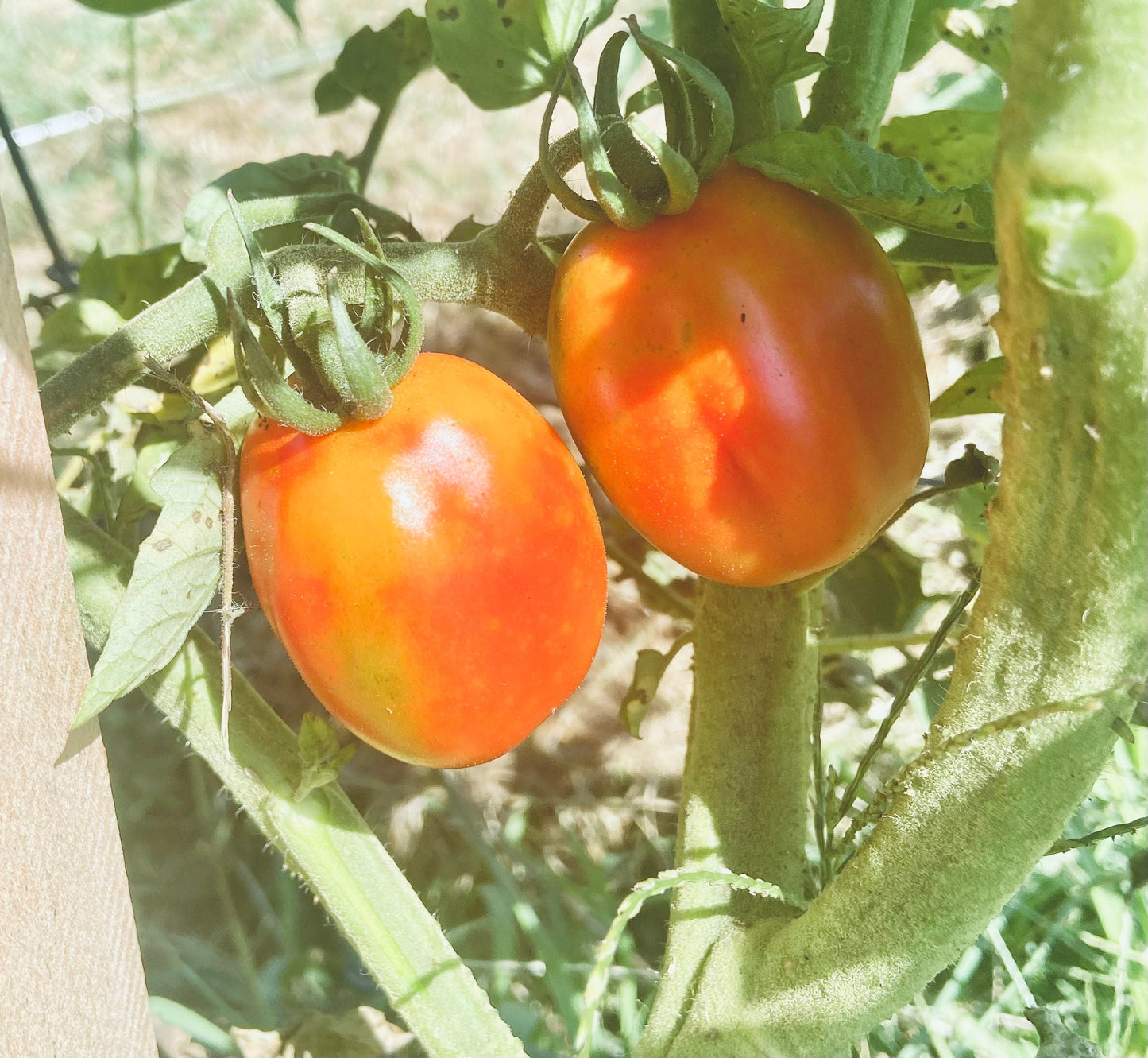 Crovarese Grape -NON GMO- Heirloom Tomato Seeds