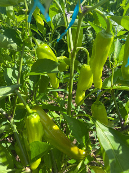 Shishito -NON GMO- Heirloom Pepper Seeds (10+ Seeds)