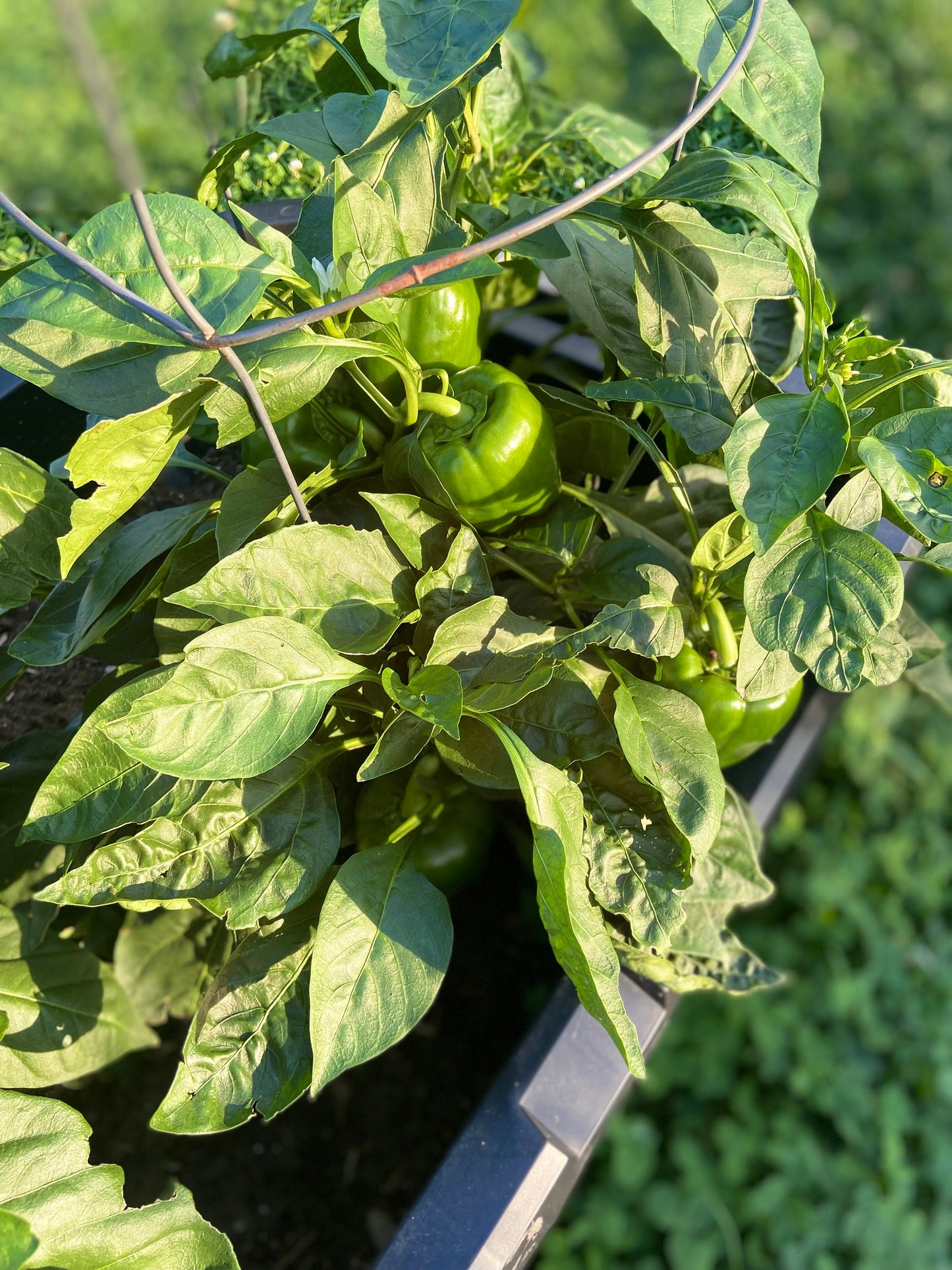 California Wonder -NON GMO- Heirloom Pepper Seeds