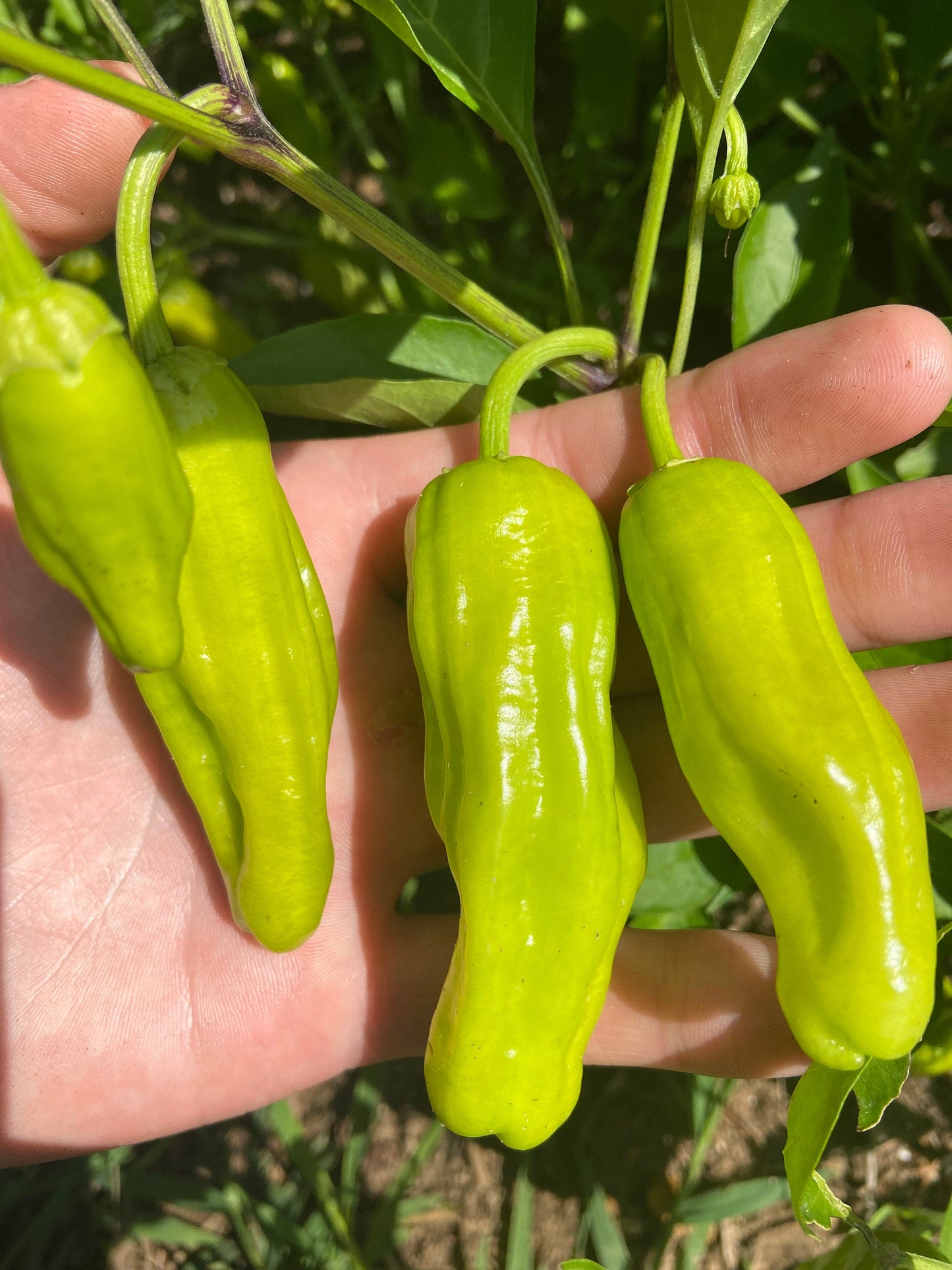 Shishito -NON GMO- Heirloom Pepper Seeds (10+ Seeds)