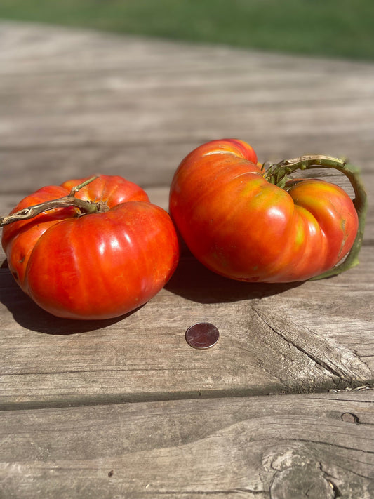 Brandywine Red -Non GMO- Heirloom Tomato Seeds (10+ Seeds)