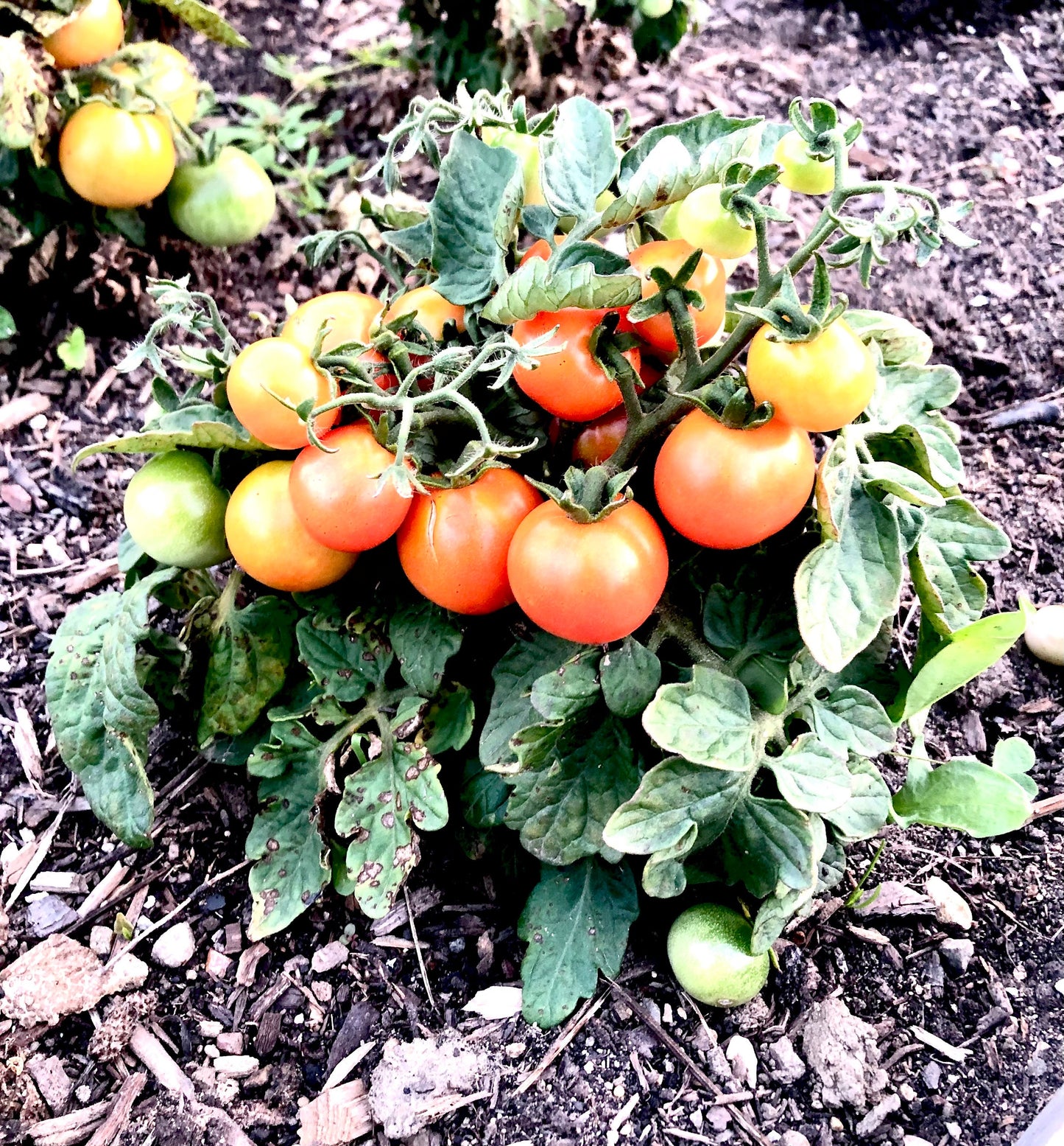 Tiny Tim Micro Dwarf -Non GMO- Heirloom Tomato Seeds