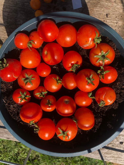Tomato - Tiny Tim Micro Dwarf