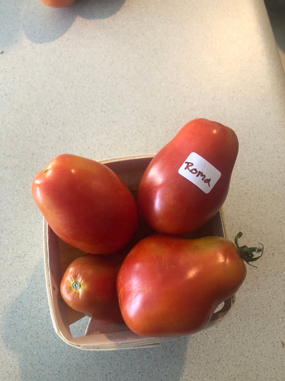 Tomato - Roma