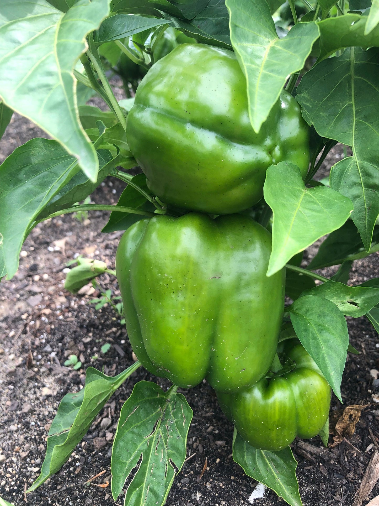 California Wonder -NON GMO- Heirloom Pepper Seeds