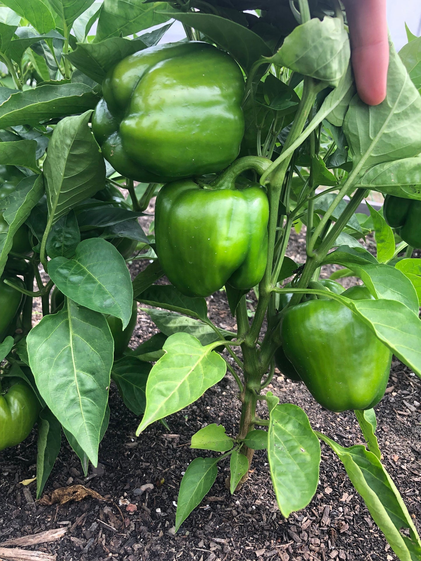 California Wonder -NON GMO- Heirloom Pepper Seeds