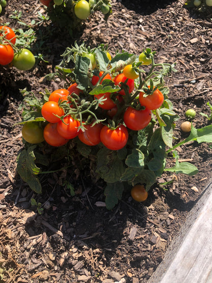 Tomato - Tiny Tim Micro Dwarf