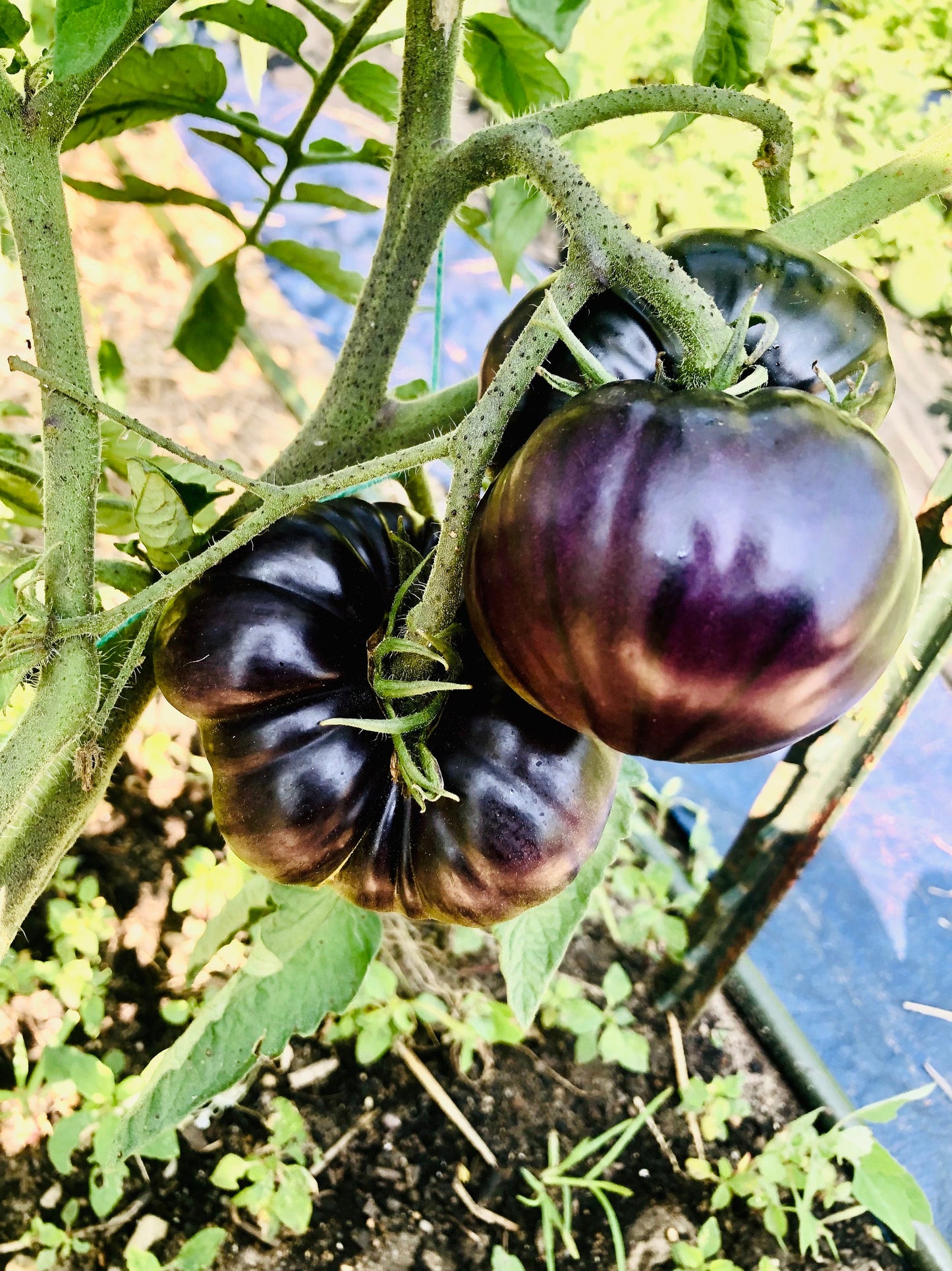 Black Beauty -Non GMO- Heirloom Tomato Seeds (10+ Seeds)