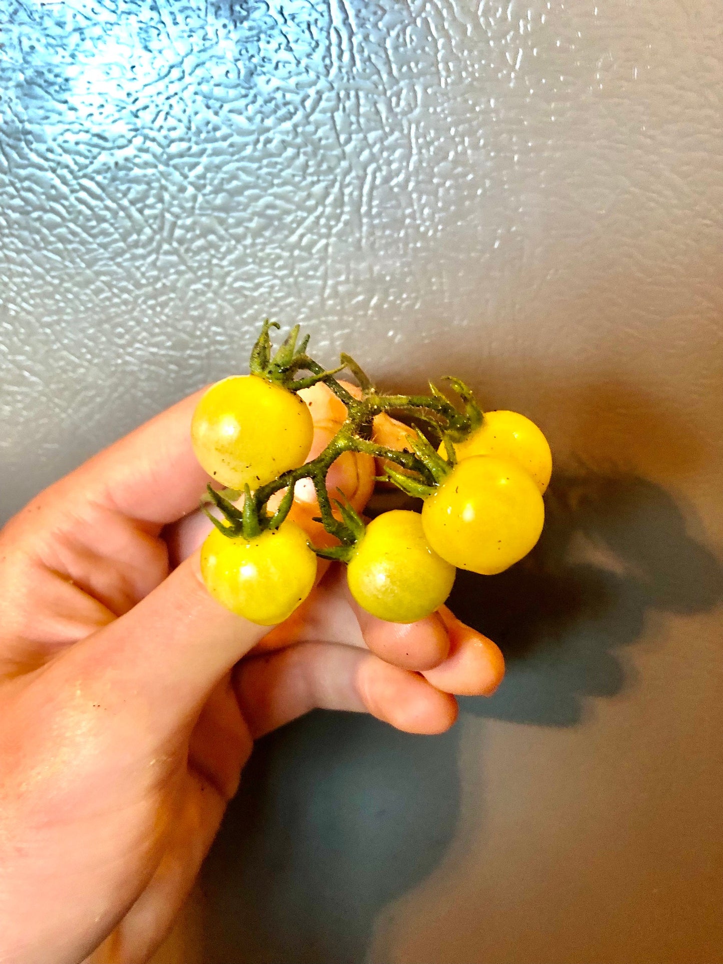 Coyote Cherry -NON GMO- Heirloom Tomato Seeds (10+ Seeds)