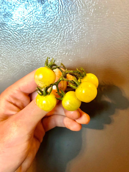 Tomato - Coyote Cherry
