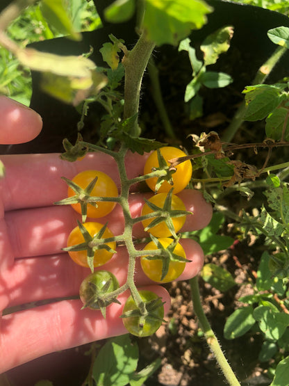 Tomato - Coyote Cherry
