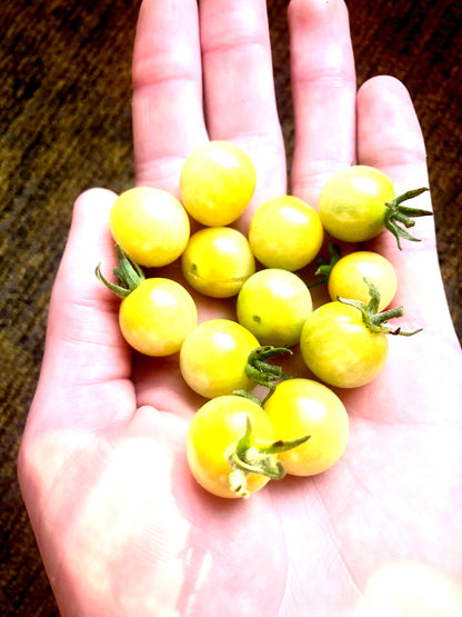 Tomato - Coyote Cherry